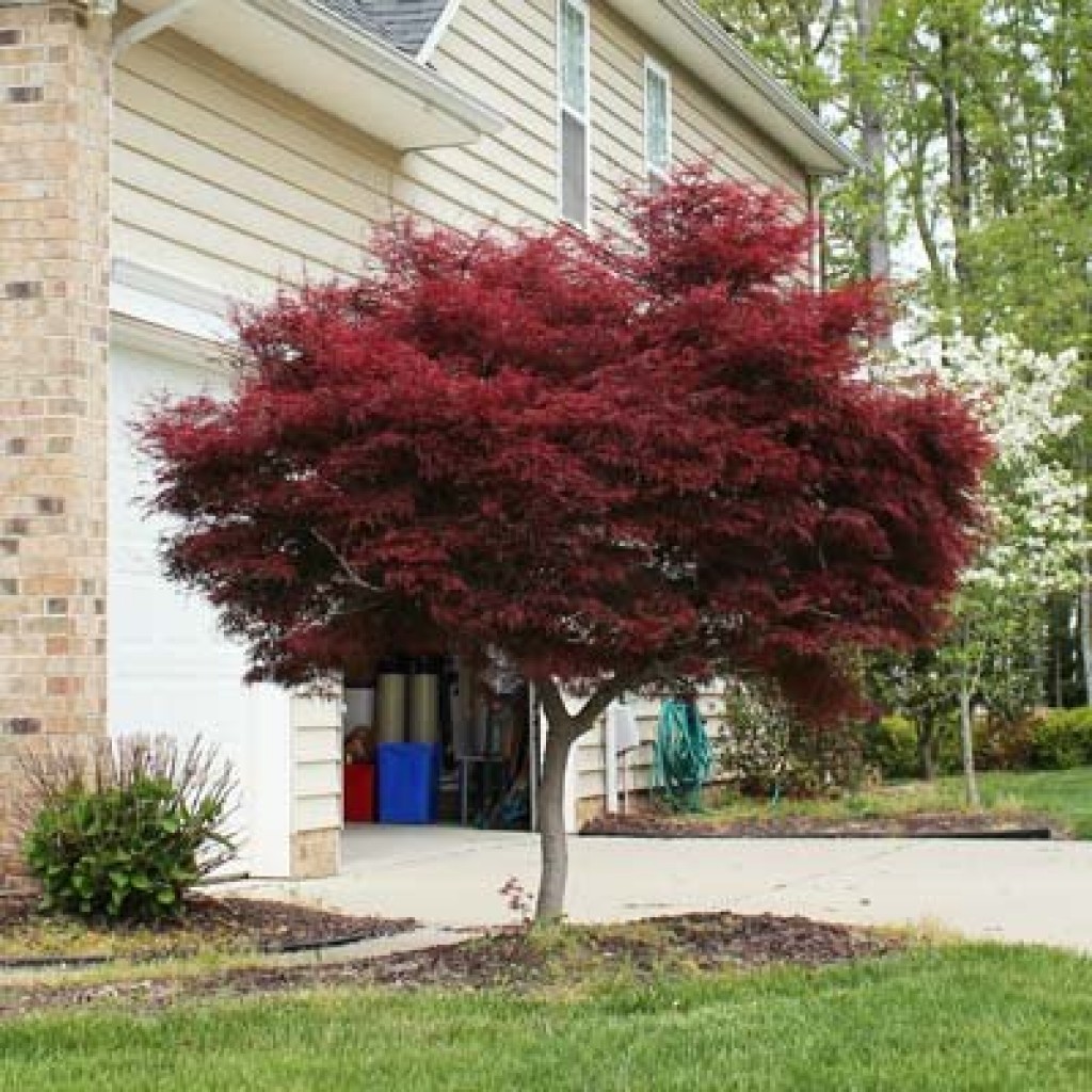 Bloodgood Japanese Maple | Fresh Garden Decor