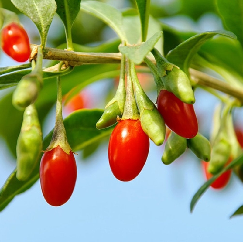 100 ORGANIC TIBETAN Goji Berry Seeds Lycium chinense