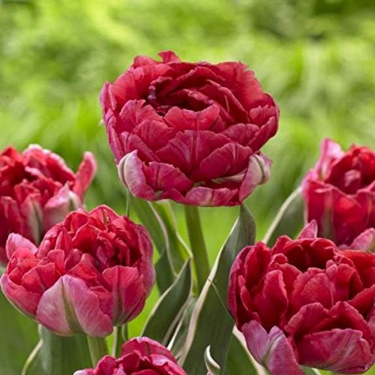 5 Eternal Flame Tulip Bulbs 