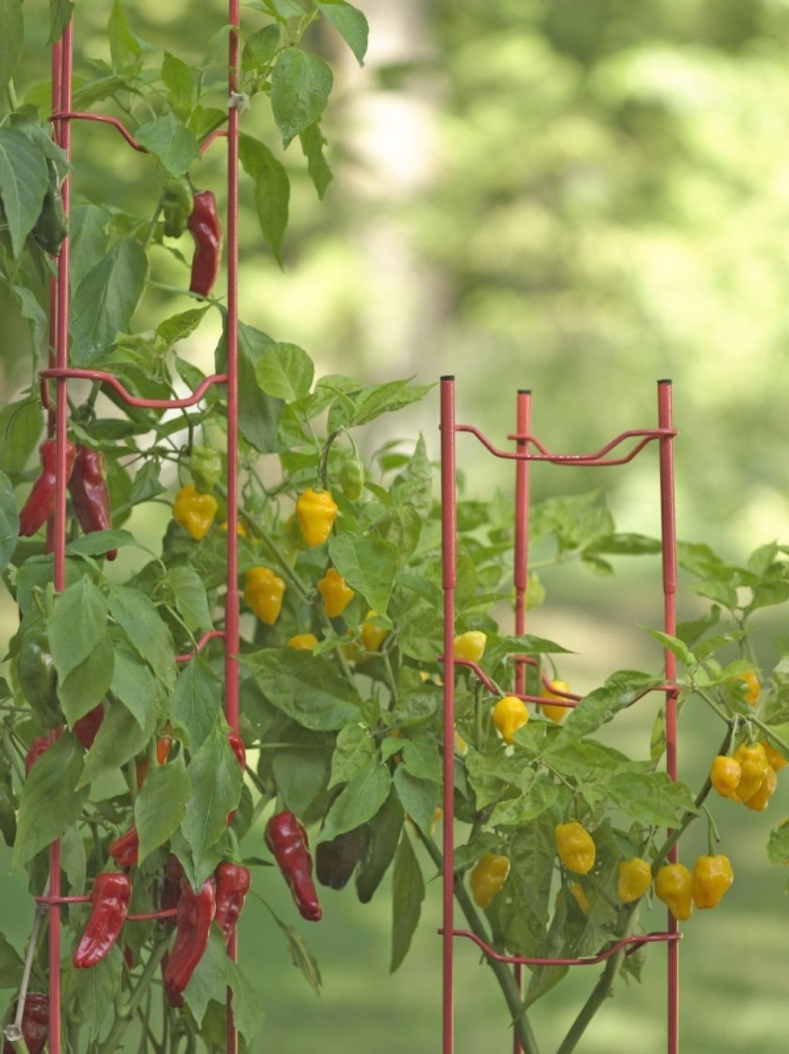 Pepper and Eggplant Stakes Fresh Garden Decor