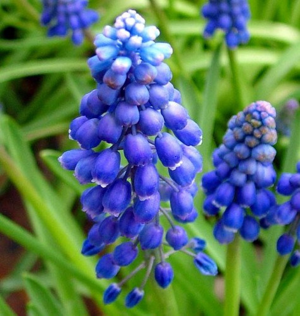 Blue Grape Hyacinth 64 Bulbs | Fresh Garden Decor