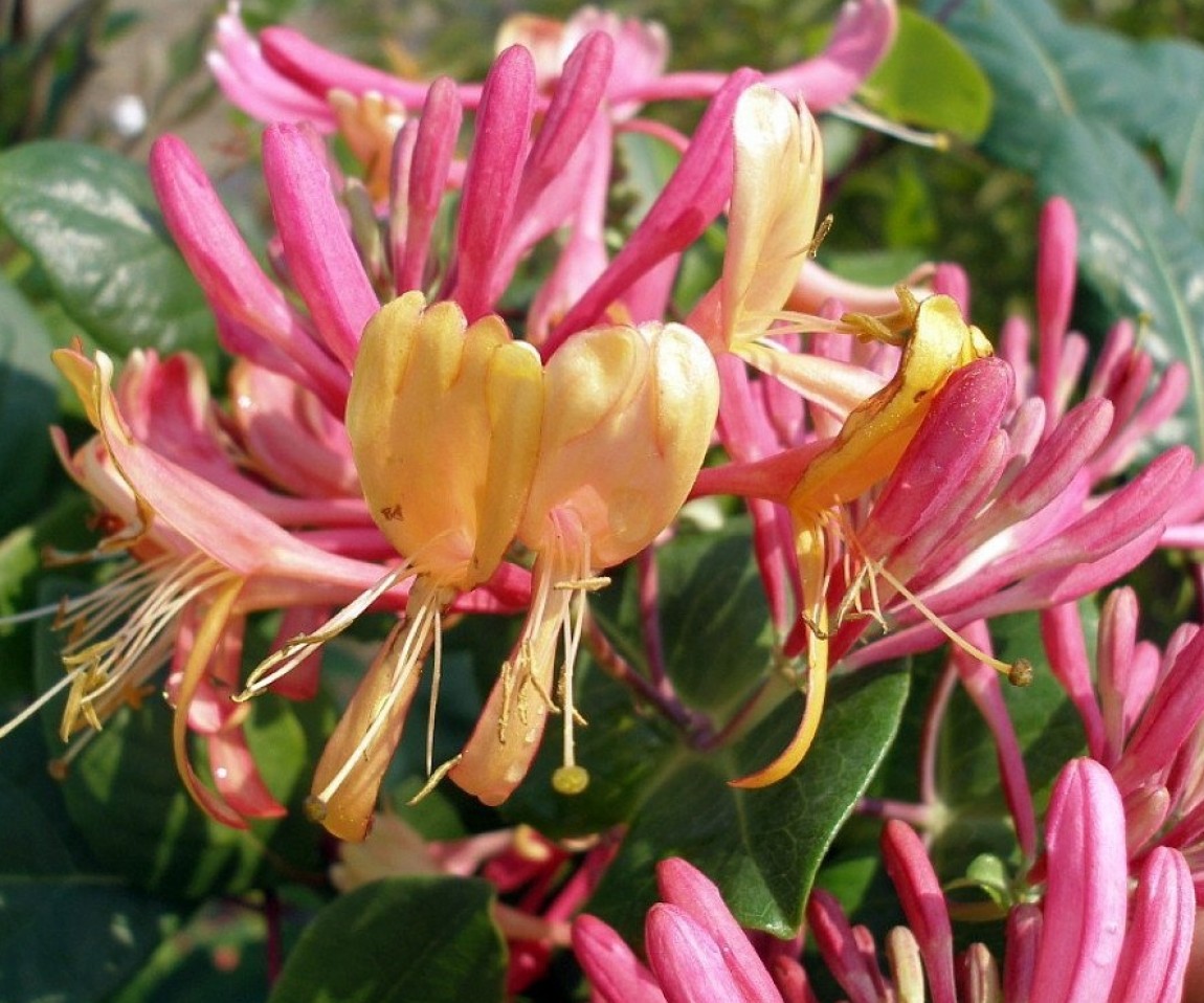 Gold Flame Honeysuckle Vine | Fresh Garden Decor