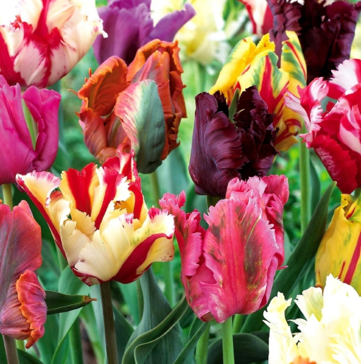 Mixed Parrot Tulips Fresh Garden Decor