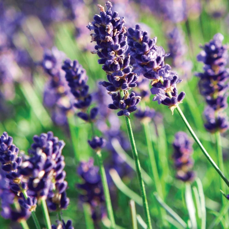 Munstead Lavender Herb - Perennial