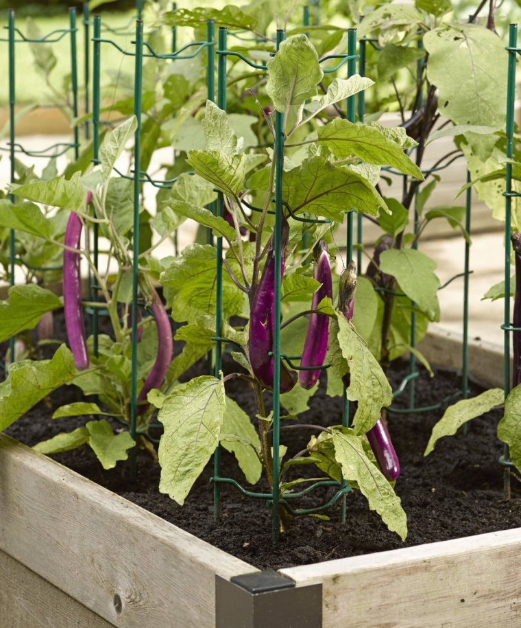 Pepper and Eggplant Stakes