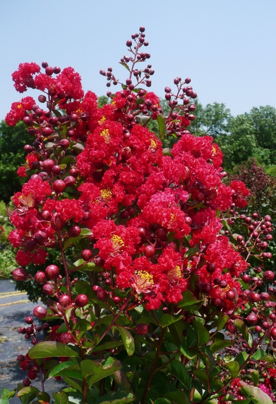 Red Crapemyrtle Tree