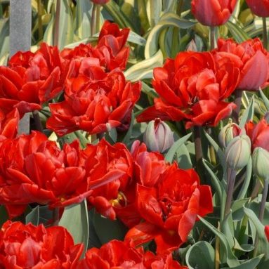 25 Tulip Red Princess