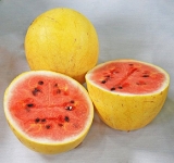 Yellow Israeli Golden Midget Watermelon Citrullus Lanatus