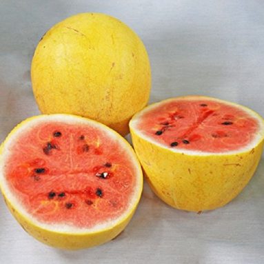 Yellow Israeli Golden Midget Watermelon Citrullus Lanatus