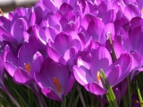 Beautiful Pinkish Purple Flowers