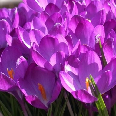 Beautiful Pinkish Purple Flowers