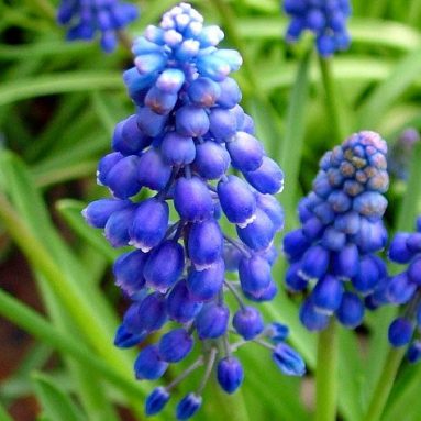 Blue Grape Hyacinth 64 Bulbs