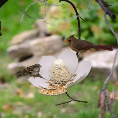 Magnolia Bird Feeder