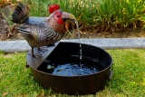 Metal Rooster Outdoor Water Fountain