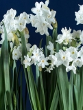 Narcissus Ariel Paperwhites