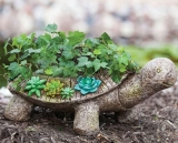 New Creative Succulent Garden Turtle Planter