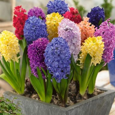 Pre-chilled Mixed Hyacinths