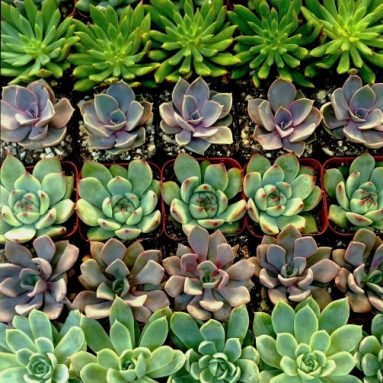 Stunning Succulent Rosettes from Shop Succulents Licensed Nursery
