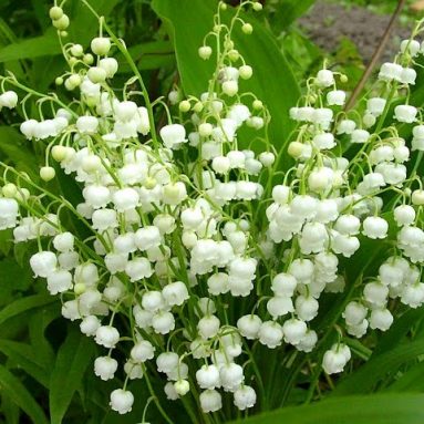 6 Plump Lily of the Valley Plants Bareroot